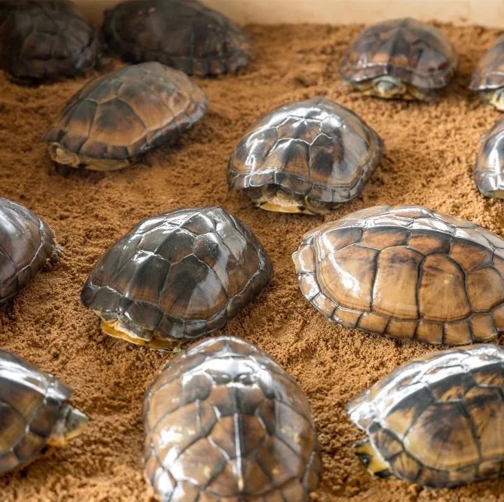 纯手工制作美食甜品,网红甜品推荐前十名制作方法