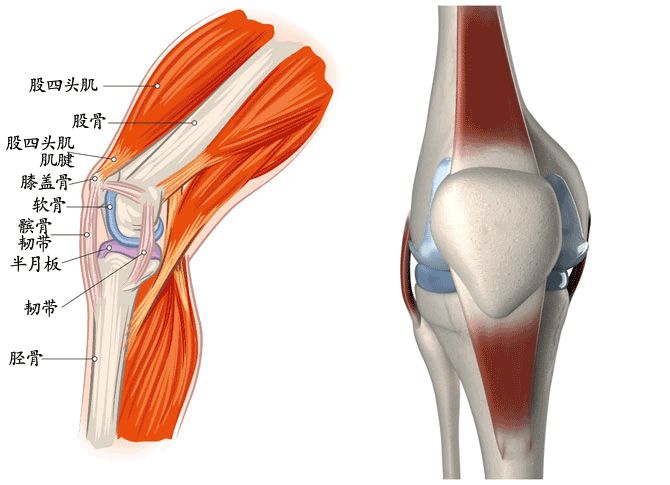 膝关节疼痛疾病的诊断及治疗,膝痛诊断与治疗原则