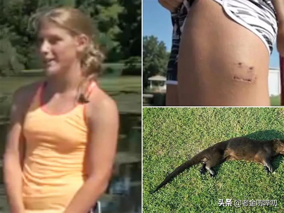 水獭与平头哥是同科吗,水獭动物界的平头哥