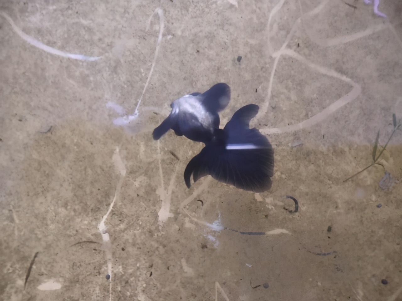 观赏鱼淡水什么鱼最好养不用打氧,观赏鱼什么情况下属于缺氧