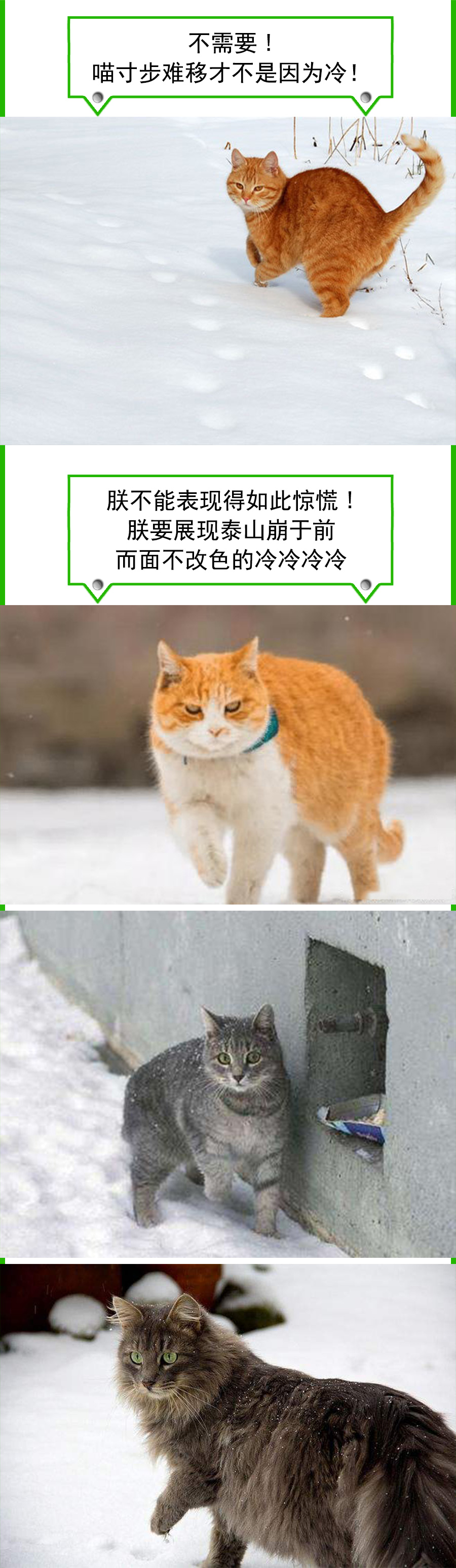 猫爪为什么那么有力,猫爪那么锋利猫舔手不会受伤吗