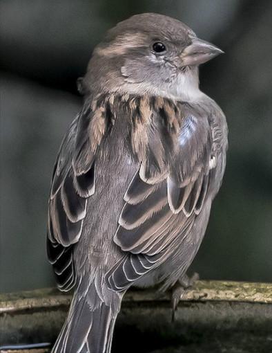 东江揽胜,惠州淡水常见鸟类图谱