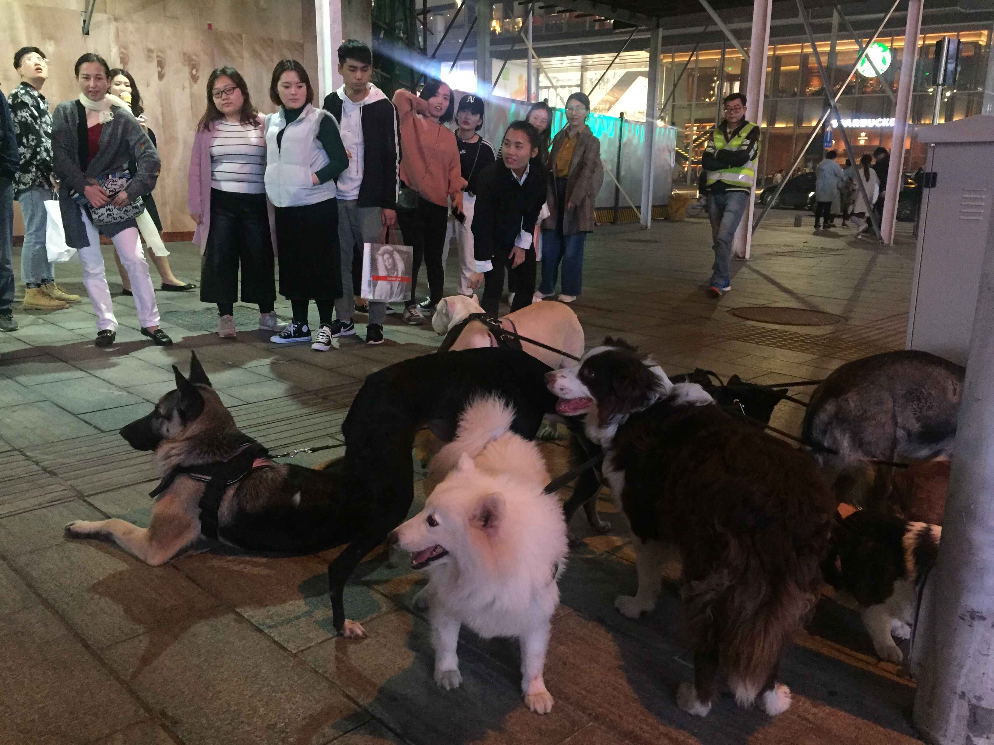 犬只“电子身份证”将这样植入