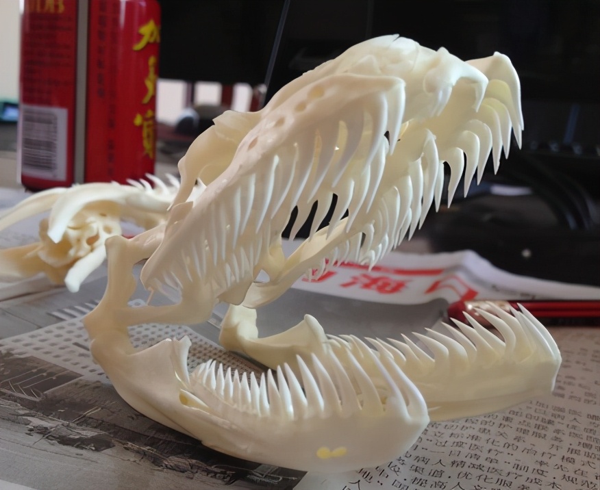 3米长的巨蟒在闹市被发现,巨蟒对巨蟒