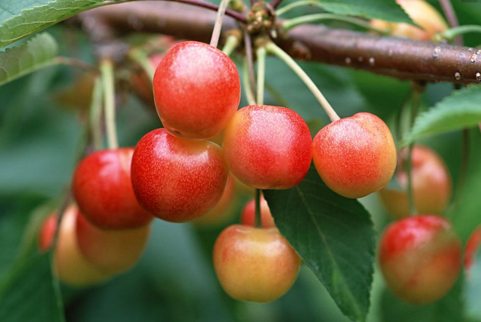 抗衰老酵素的制作方法,关于酵素护肤的知识