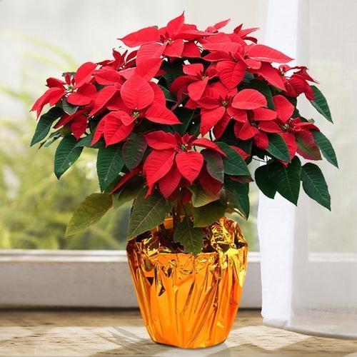 家里养的绿色植物可以净化空气吗,哪些绿色植物可以净化室内空气