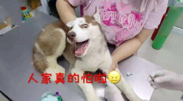 中药也能治狗病？哈士奇预防皮肤病，铲屎官应该懂的4点常识