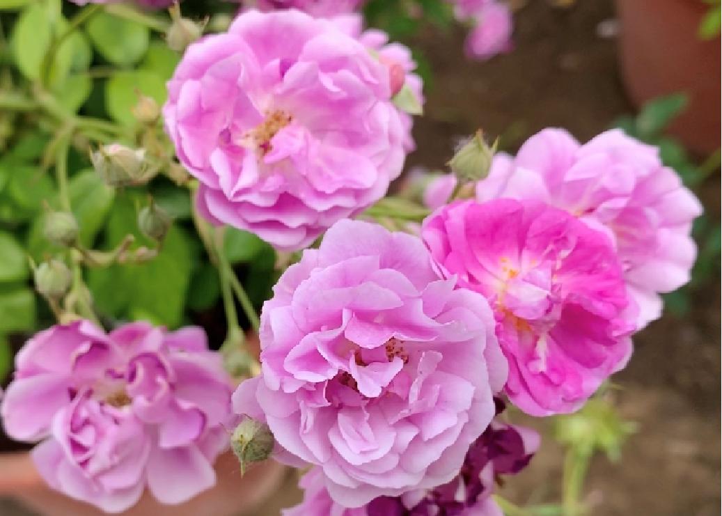 大兴月季园的月季有多少种,北京最大的月季基地在哪