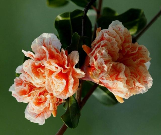 盆栽石榴树什么品种是甜的,石榴树带果实能用水培繁殖