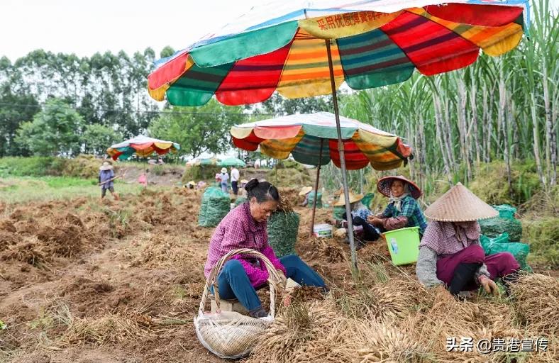 贵港十大旅游村,贵港古镇古村落有哪些景点