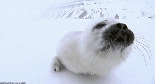 它土圆肥,却是出了名的网红