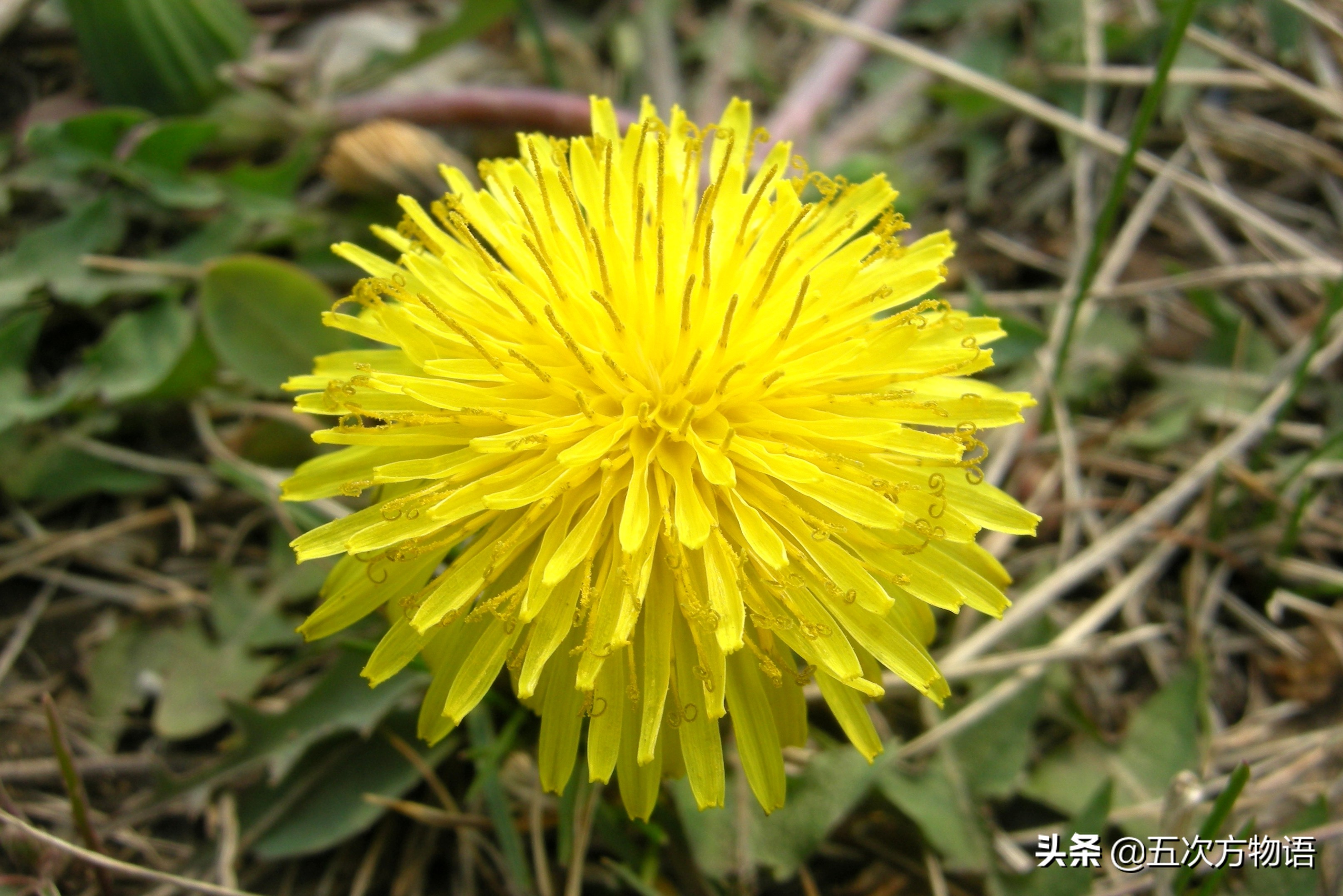 蒲公英泡水喝的利与弊你了解多少,关于蒲公英的知识科普