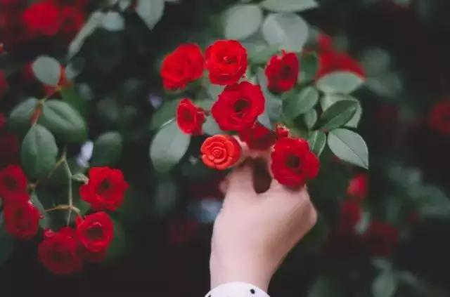 竹子是生命力顽强的植物吗,竹子是不畏惧寒冷的植物吗