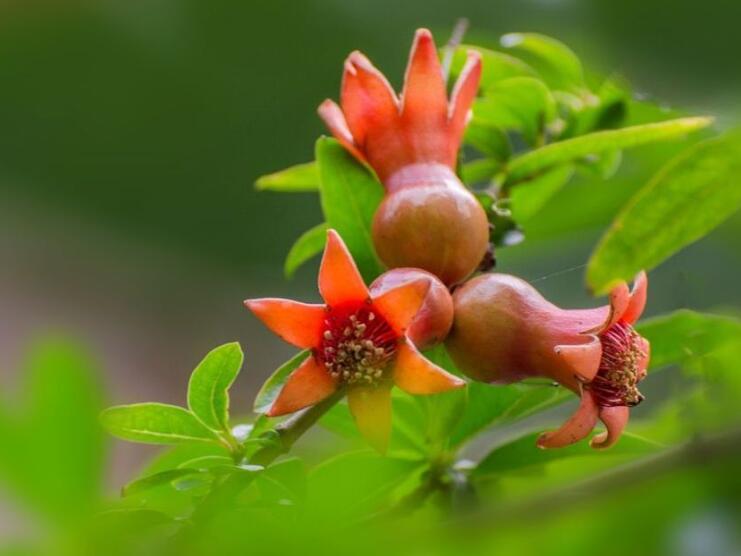 想要石榴开花春季能修剪吗,石榴树要想快速结果