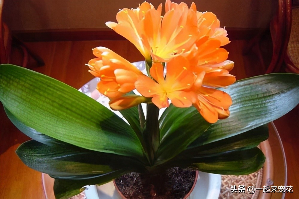 君子兰夏季怎样防病虫,夏季君子兰的养殖方法和注意事项