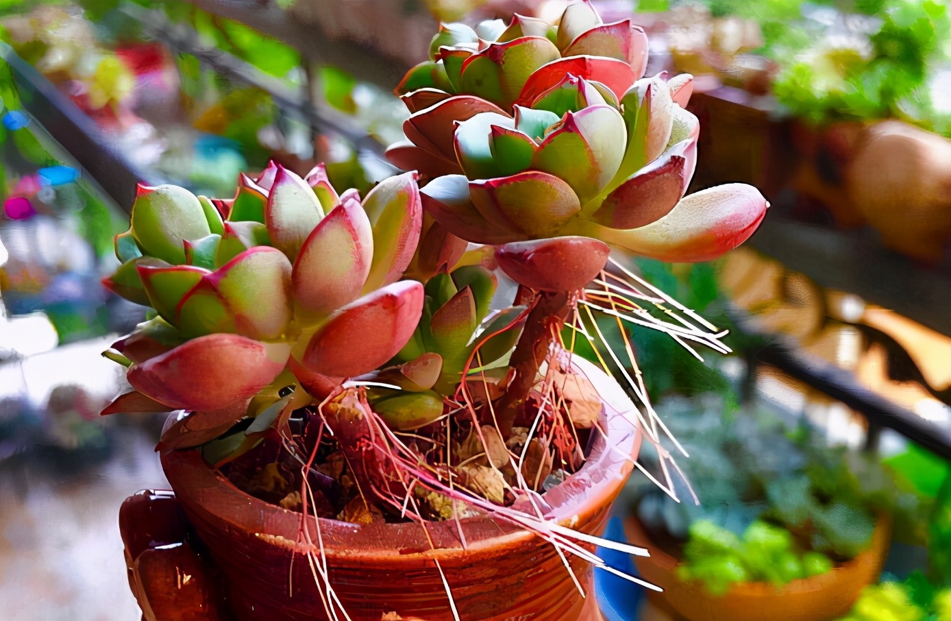 多肉长根不长芽怎么办,多肉杆上长胡须是怎么回事