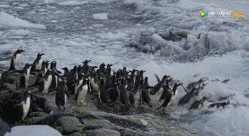 炸裂9.9，BBC再出神片，美得让人脸红