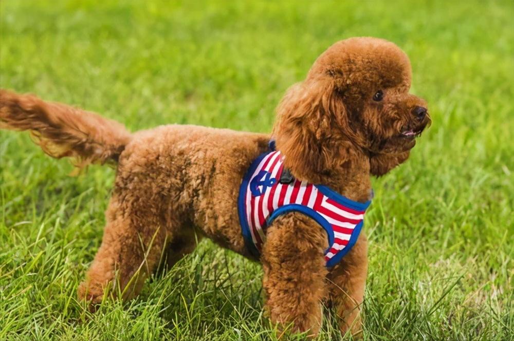 泰迪的养狗指南,养狗新手推荐什么狗德牧