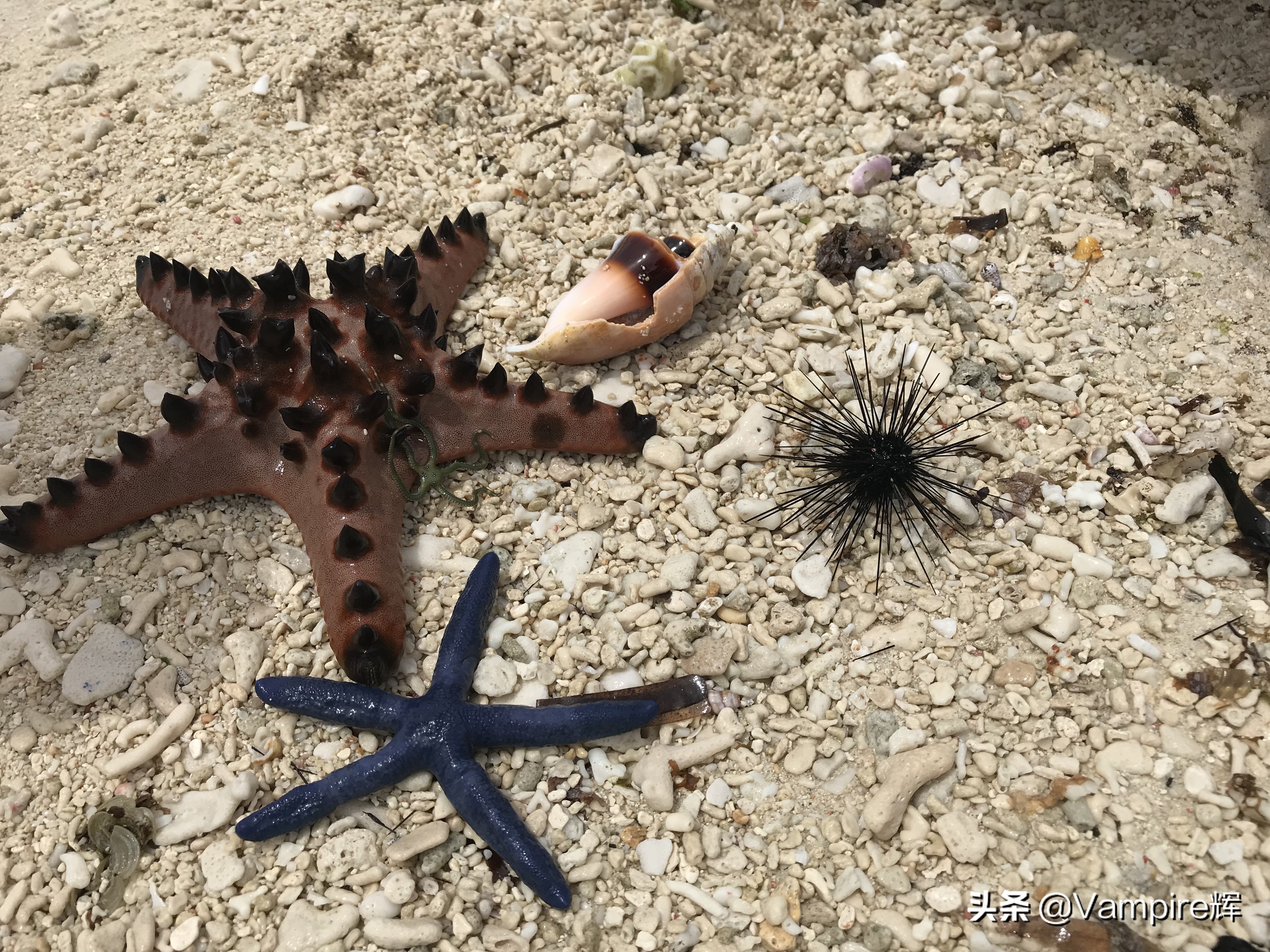 一起云旅游一日游,一起云旅行北极光