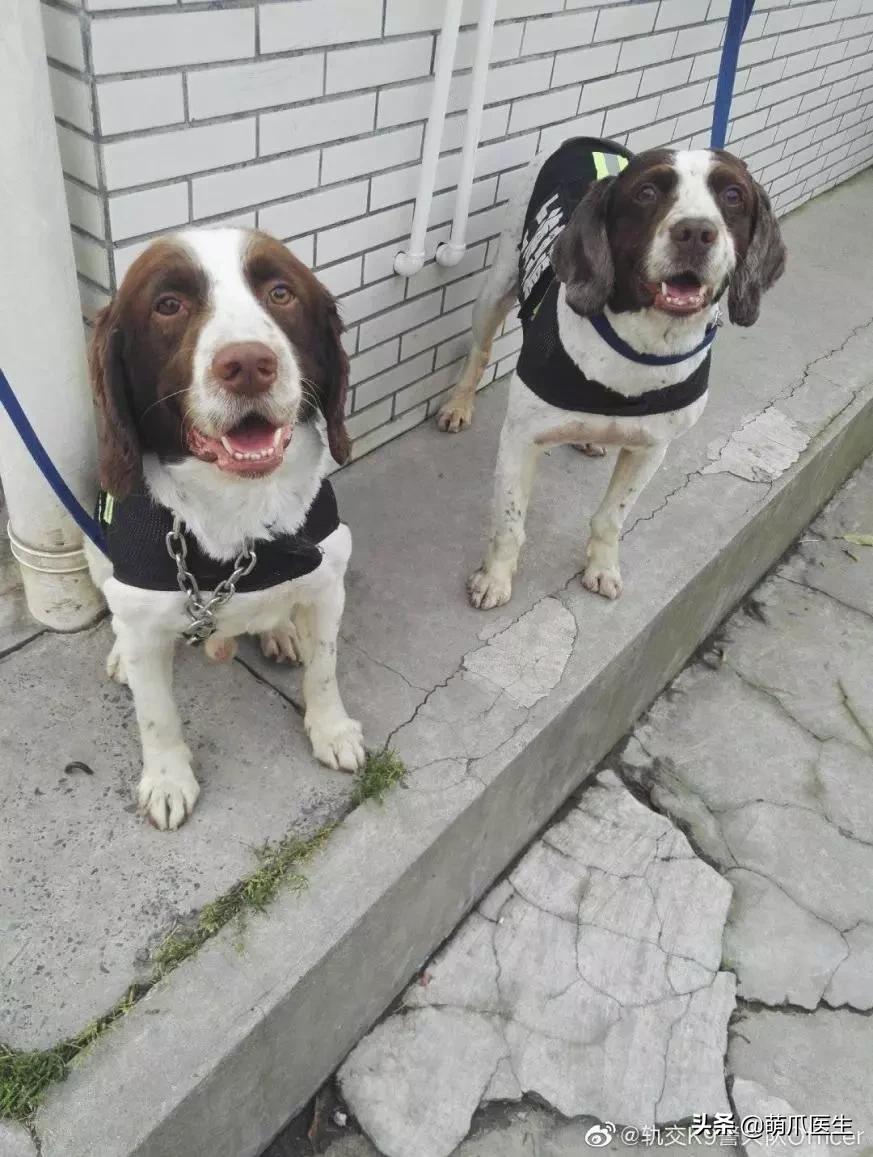 长得最像狼的狗,最帅狗