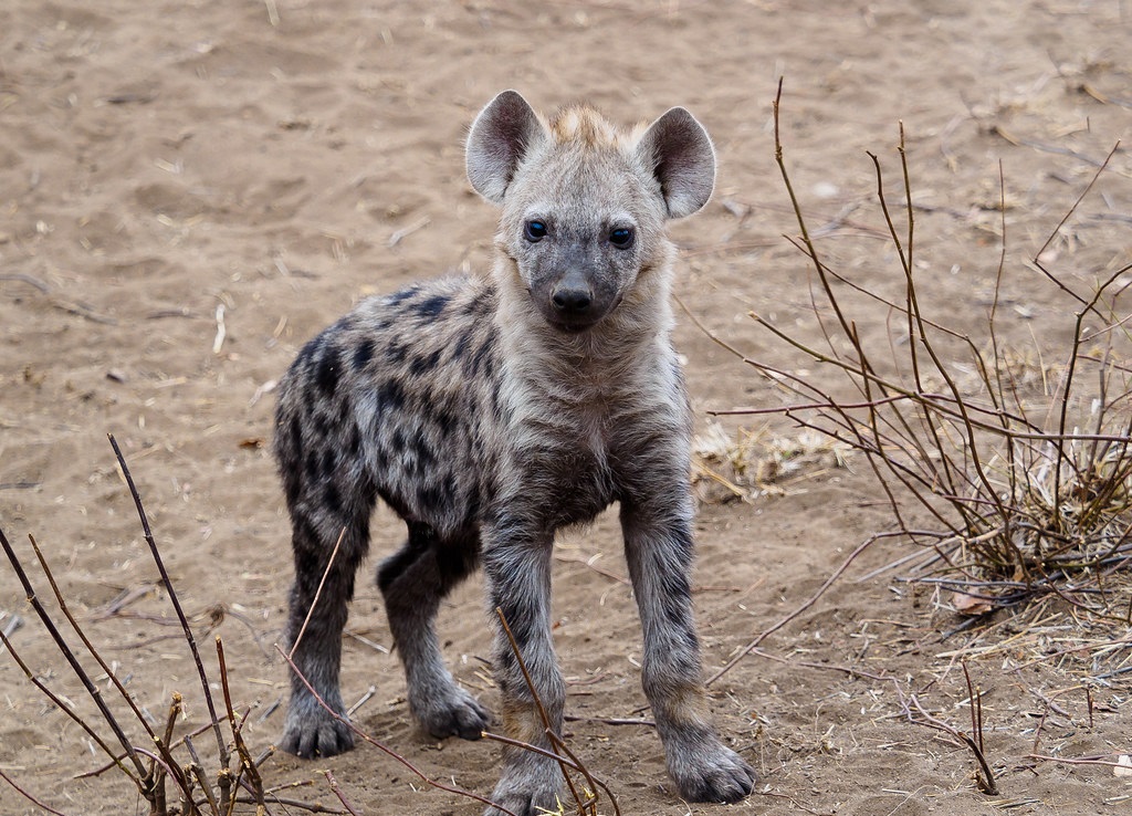 斑鬣狗是不是最厉害的动物,斑鬣狗是什么样的动物
