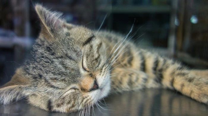 购买宠物猫前注意事项,新手买宠物猫应注意什么