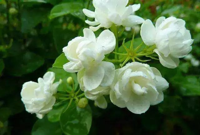 这几种花不要养老桩，否则很容易不开花