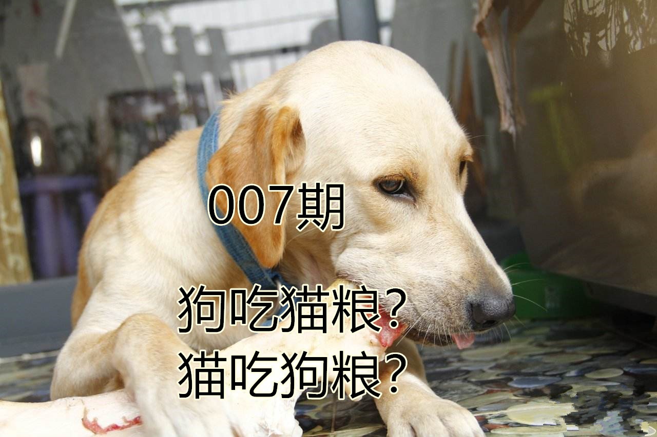 狗可以吃牛磺酸猫粮不,狗吃猫粮牛磺酸中毒