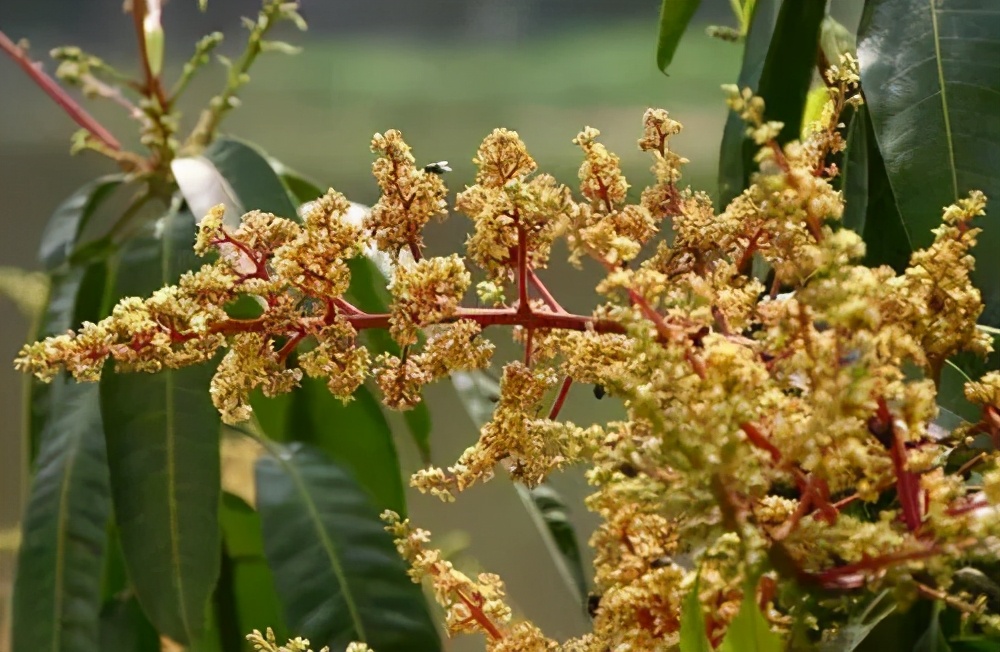 芒果第一年结果第二年不结果了吗,芒果开了很多花结果少是什么原因