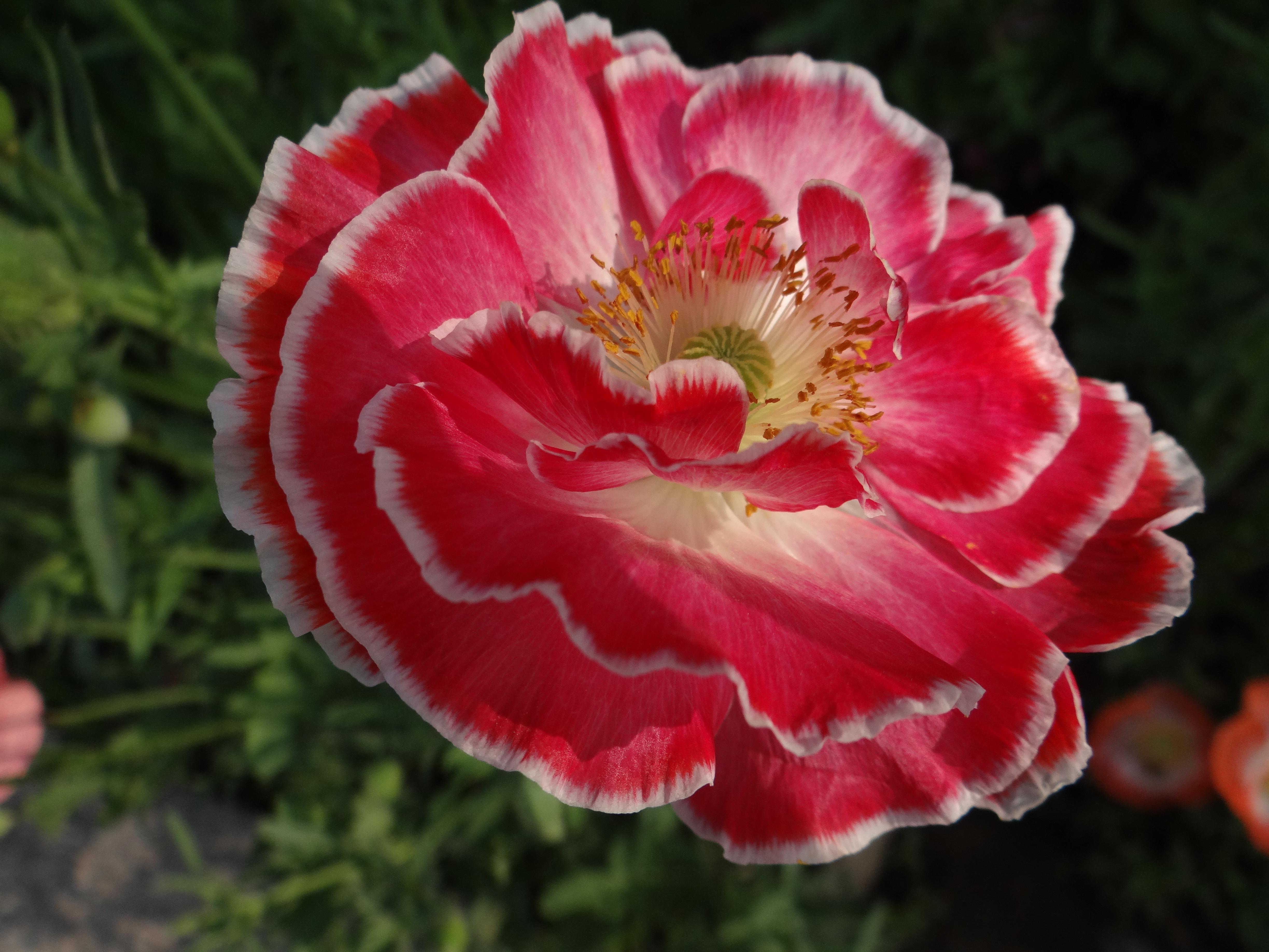 虞美人花赛牡丹,虞美人开花了太漂亮了