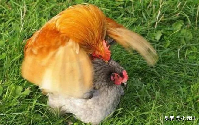 公鸡怎么让母鸡生育,公鸡是怎么让母鸡生蛋的