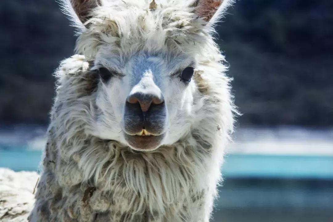 包括羊驼的十大神兽羊驼简介,羊驼神兽为什么吐口水