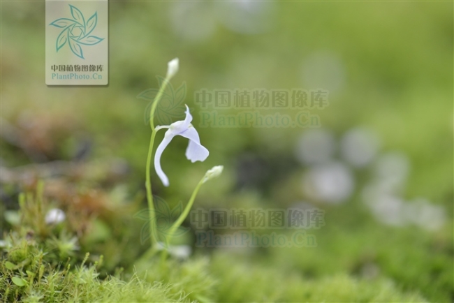 卖萌节丨植物卖起萌来,谁顶得住?