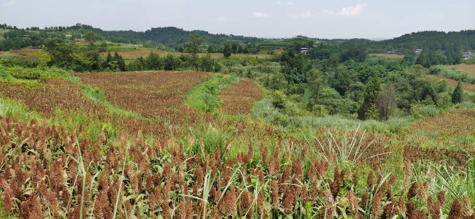红了!红了!这些天的南充市嘉陵区龙蟠镇真的是“红遍天”了