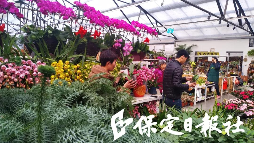 保定最大的花卉批发市场在哪里,保定花卉市场有哪些品种