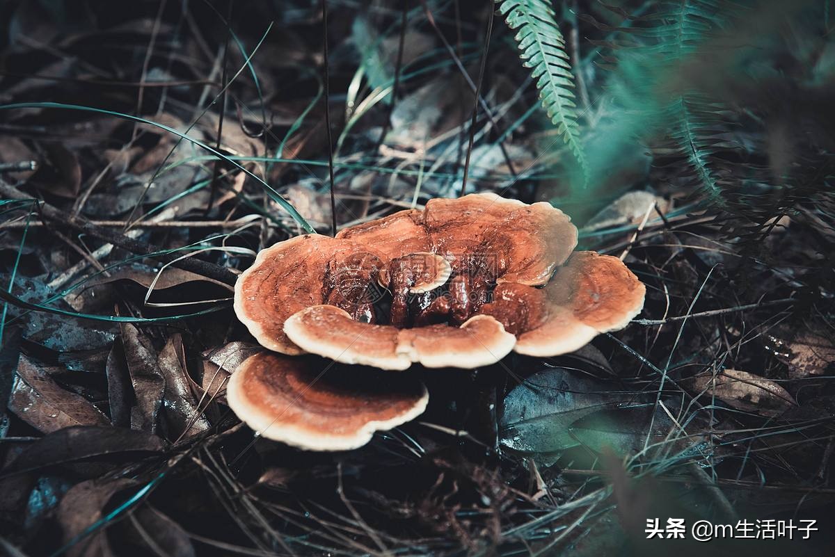 广西野生松树灵芝图片大全,广西常见的野生灵芝长在哪些树