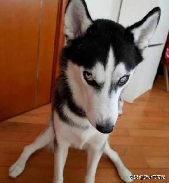 花500块买纯种哈士奇,对方却多送个平底锅?第二天才知道原因