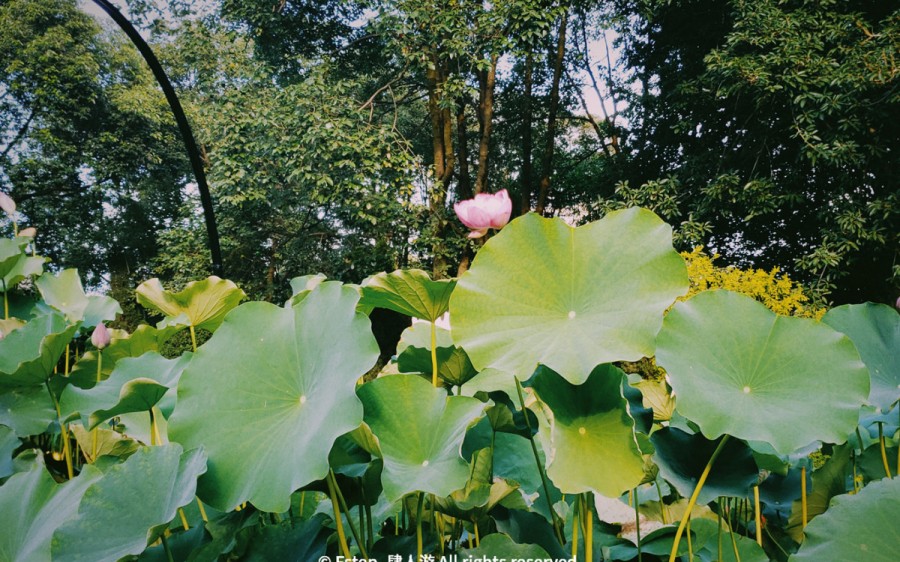 宅家云旅游遇见最美的自己 (宅家云旅游唯有爱与美食不可辜负)