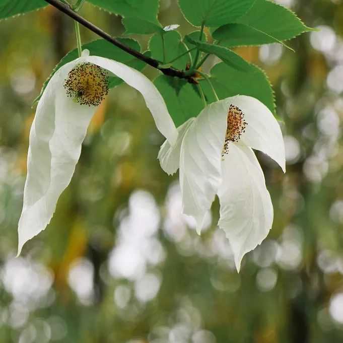 贵州速度，蔚为大观