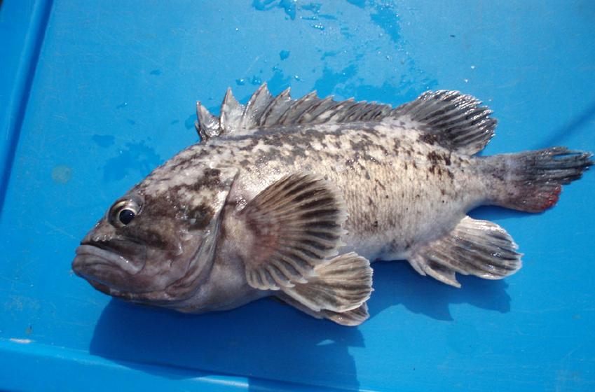 淡水鱼里面黑鱼是不是最厉害的,淡水鱼最强的是黑鱼吗