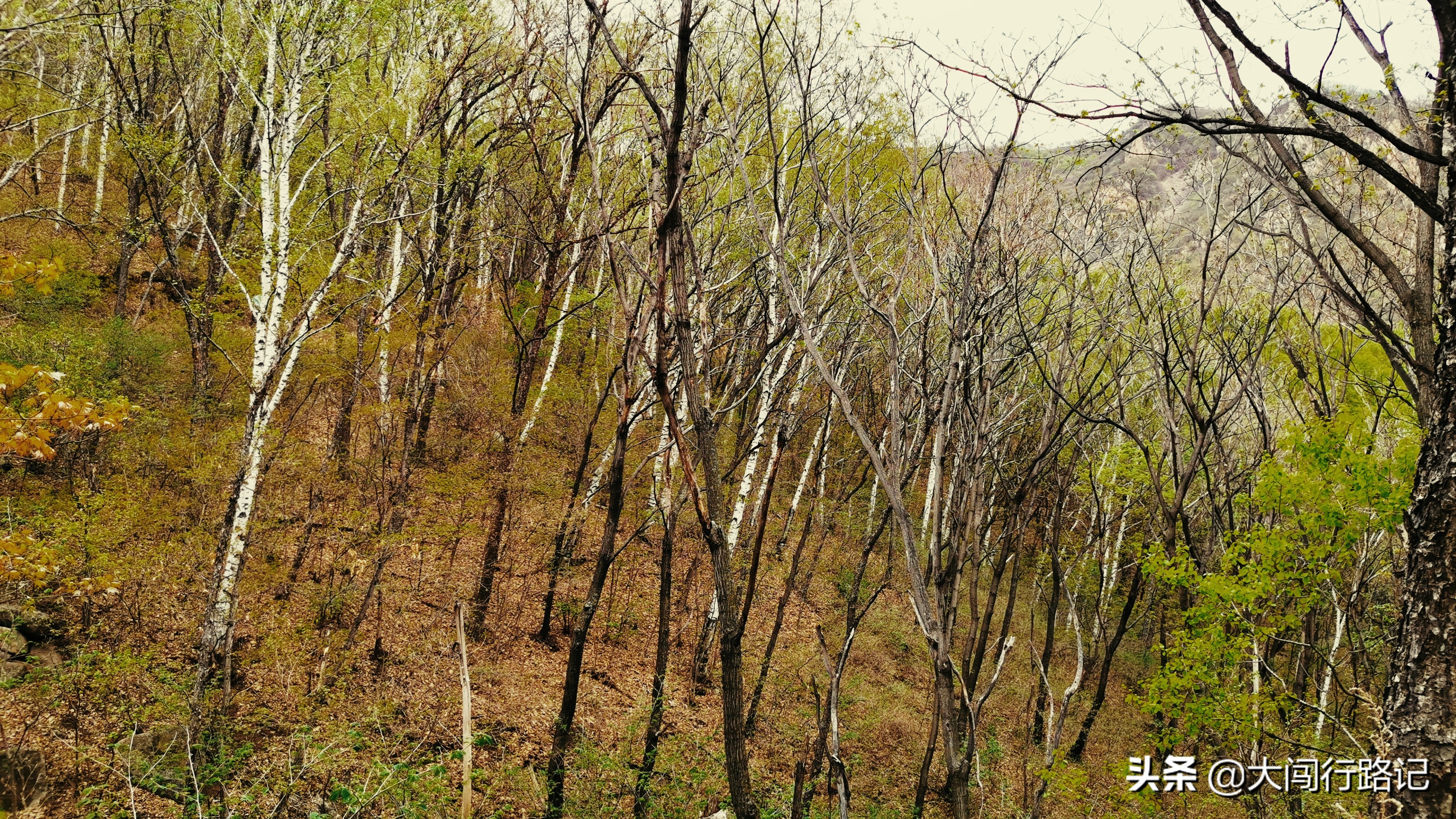 喇叭沟门原始森林游记,怀柔喇叭沟门原始森林2日自驾游