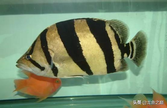 龙鱼喜欢打架,龙鱼混养虎鱼打架