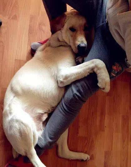 狗狗不停舔嘴巴舔鼻子,两个月的狗狗为什么喜欢舔人