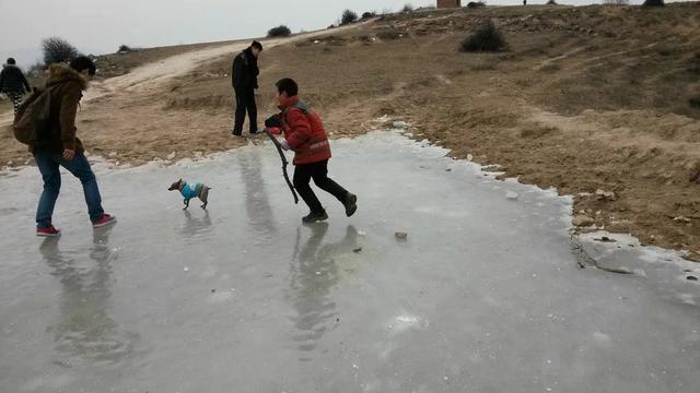 伸舌头的小鹿犬,爱洗澡的小鹿犬