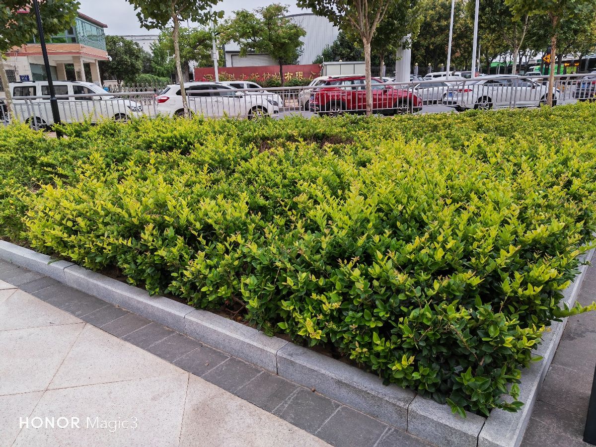 荣耀magic3致臻版官方视频,荣耀magic3至臻测评