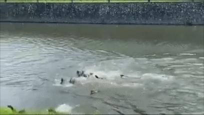 两水獭家族打群架,两个水獭家族之间的战争完整版