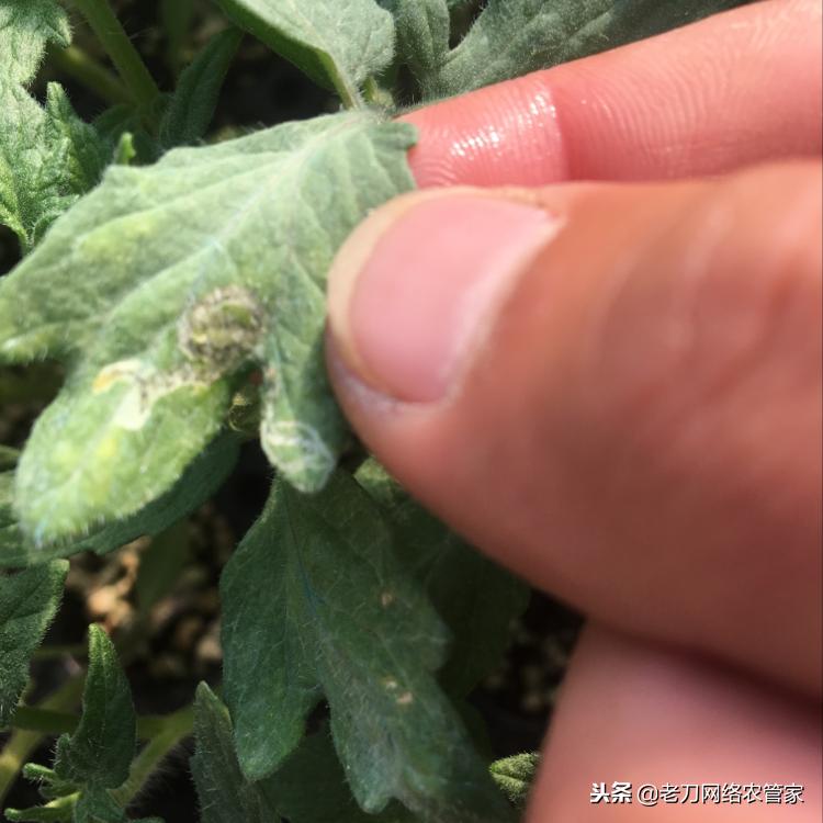 斑潜蝇潜叶蛾鬼画符,斑潜蝇鬼画符图谱