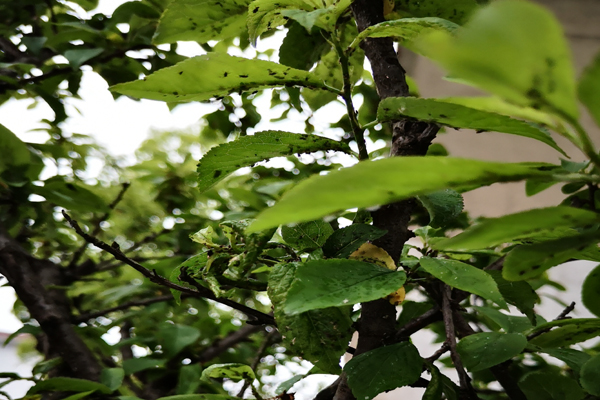 李树长了白色小虫怎么办,李树干长虫子怎么办