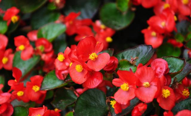 50种常见花卉浇水技巧,50种花卉种植技巧