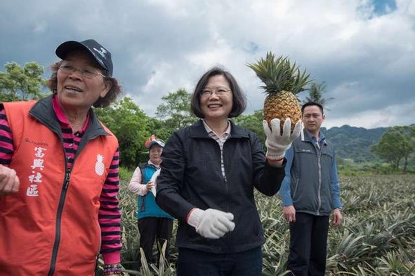 大陆暂停输入台湾菠萝,这一次,台湾不能“独立”了